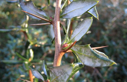 Vårtberberis, bladundersida och taggar