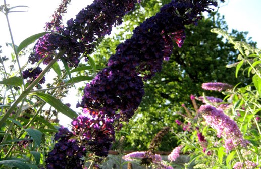 Syrenbuddleja 'Black Knight'