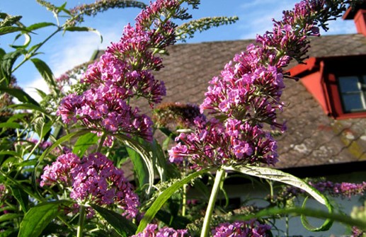 Syrenbuddleja 'Fascinating'