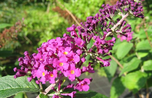 Syrenbuddleja OPERETTE