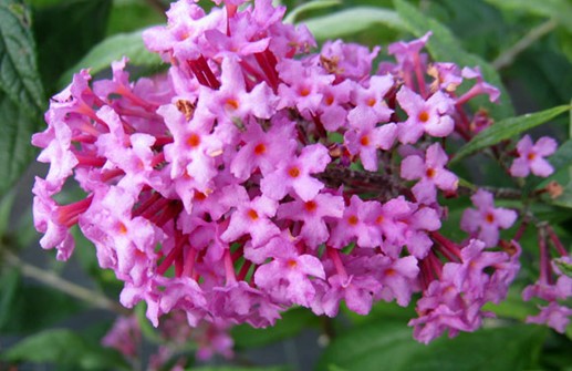 Syrenbuddleja 'Pink Delight', blomma