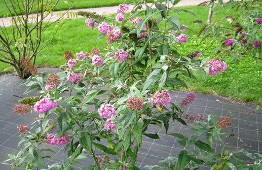 Syrenbuddleja 'Pink Delight'