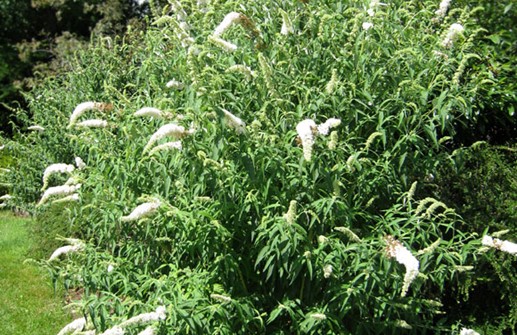 Syrenbuddleja 'White Bouquet'