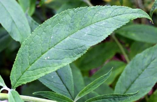 Syrenbuddleja, blad