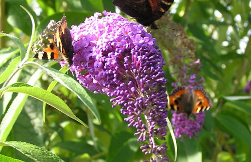 Syrenbuddleja kallas även för fjärilsbuske