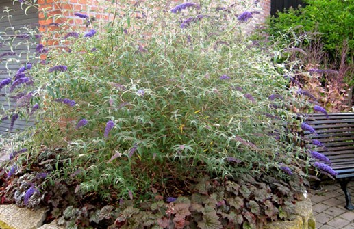 Syrenbuddleja, Buddleja davidii