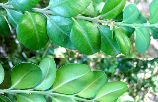 Bredbladig buxbom 'Rotundifolia', blad