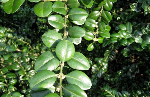 Bredbladig buxbom 'Rotundifolia', blomma