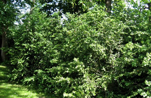 Bredbladig buxbom 'Rotundifolia'
