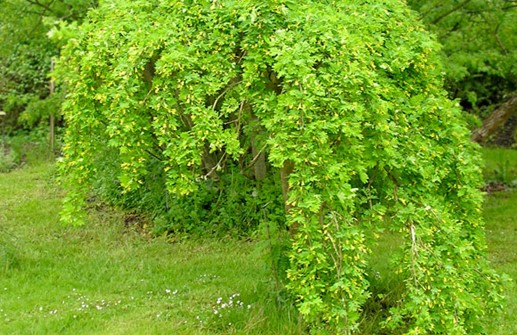 Hängkaragan 'Pendula'