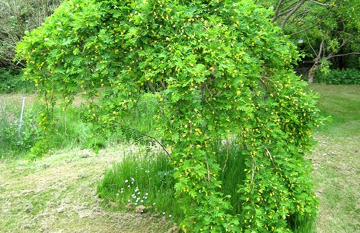 Hängkaragan 'Pendula'