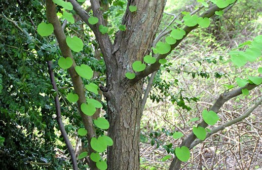 Katsura, tidiga blad