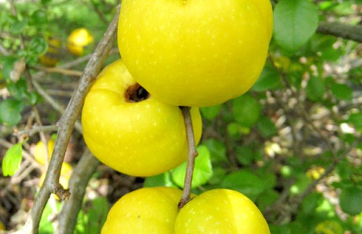 Liten rosenkvitten, frukt