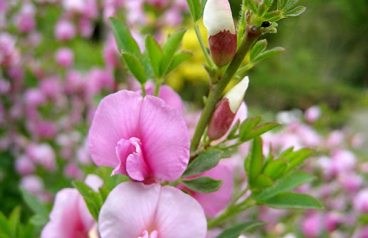 Rosenginst, blomma