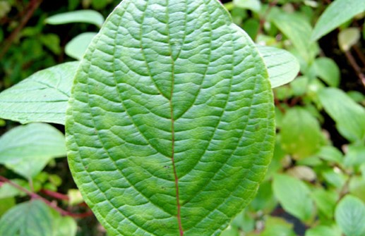 Korallkornell 'Sibirica', blad