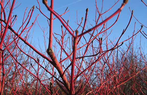 Korallkornell 'Sibirica', vintergrenar