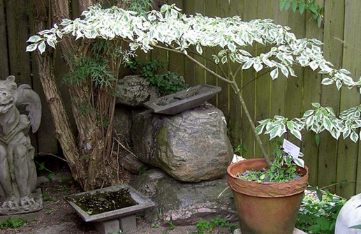 Pagodkornell 'Variegata'