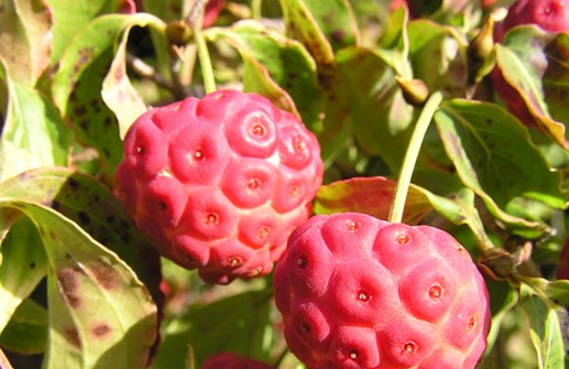 Kinesisk blomsterkornell, frukt