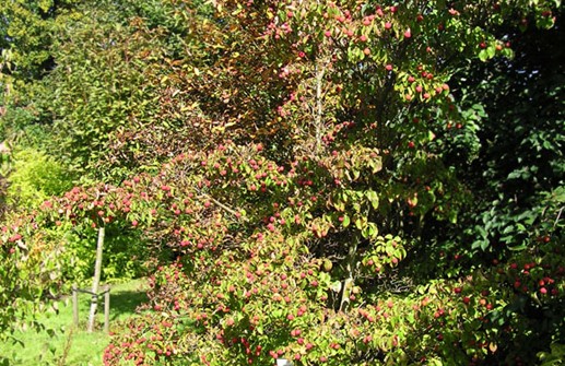 Kinesisk blomsterkornell, höstfärger