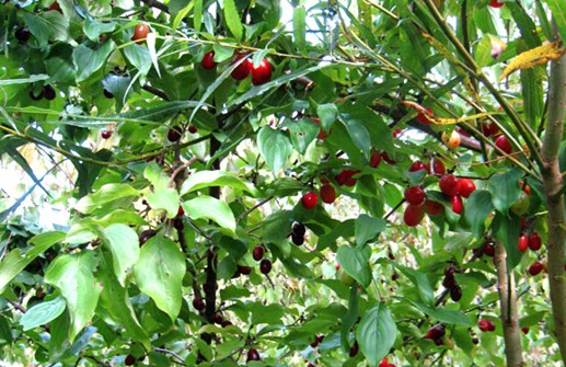 Körbärskornell, frukt
