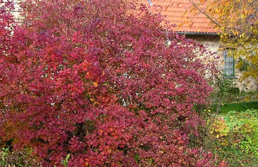 Rödbladig perukbuske 'Royal Purple'