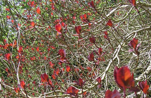 Röd perukbuske, blad
