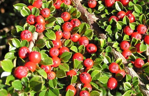 Lingonoxbär, frukt och blad