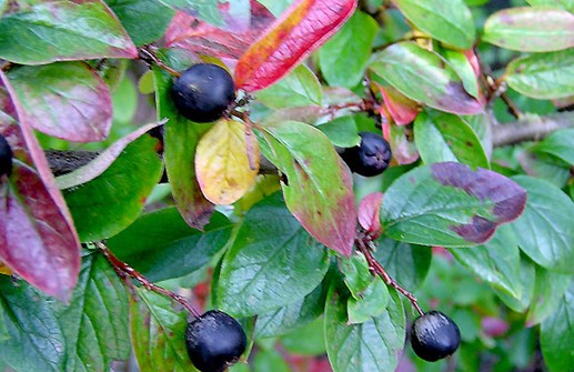 Häckoxbär, frukt och blad