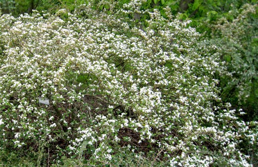 Flockoxbär i vårblom