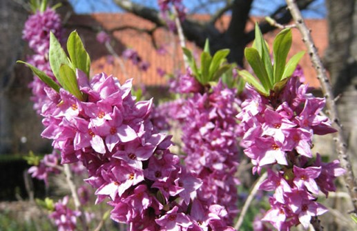 Tibast, blommor