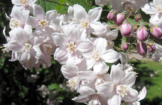 Hybriddeutzia 'Magician', blomma