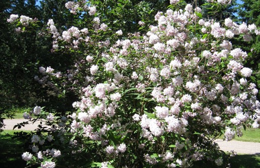 Hybriddeutzia 'Magician'