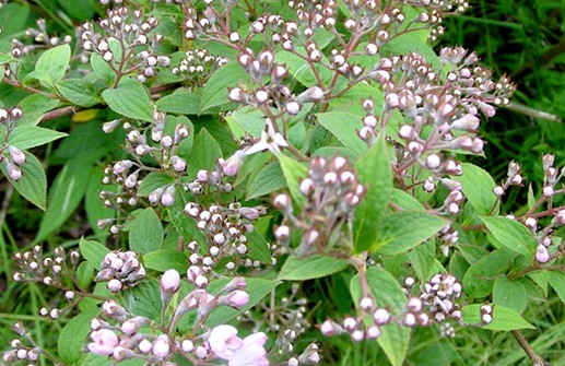 Hybriddeutzia 'Mont Rose', blomma