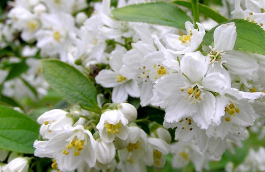 Hybriddeutzia 'Mont Rose', blomma