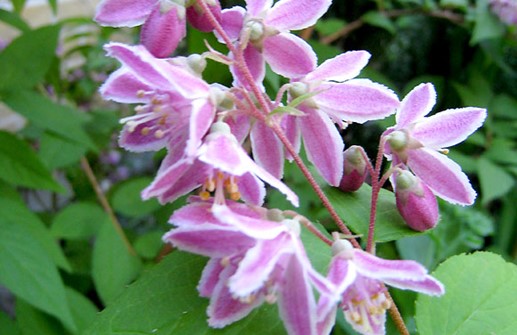 Hybriddeutzia 'Strawberry Fields', blomma