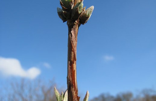 Hybriddeutzia, unga skott