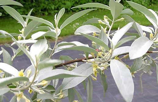 Silverbuske, blad och blomma