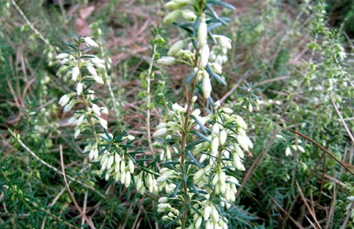 Vit vårljung 'Springwood White', blomma