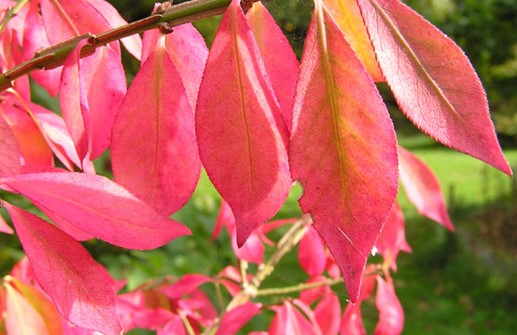 Vingbenved, blad med höstfärg