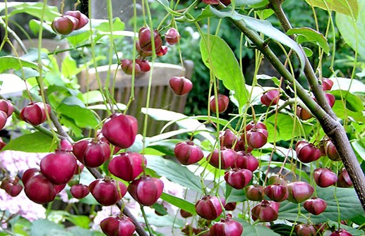 Körsbärsbenved, frukt