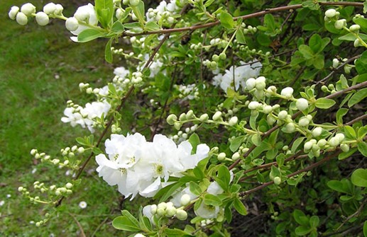 Liten pärlbuske 'The Bride', blomma