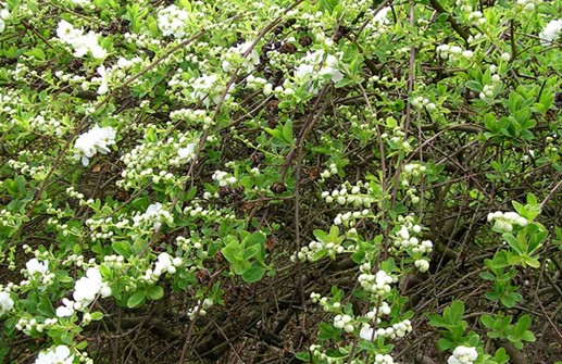 Liten pärlbuske 'The Bride', blommor