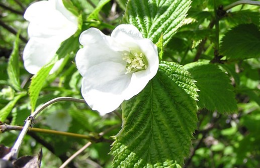 Tidig pärlbuske, blomma