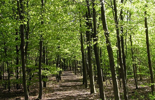 Bokskog på våren