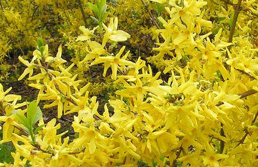Hybridforythia 'Lynwood', blomma
