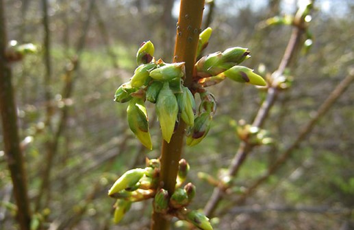 Hybridforythia, blomknoppar