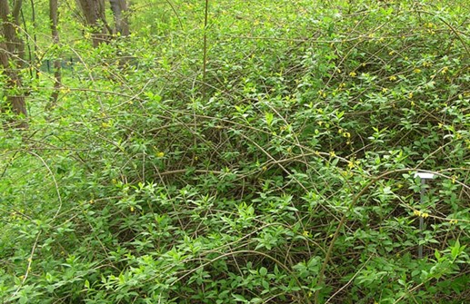 Praktforsythia 'Spectabilis', sommartid