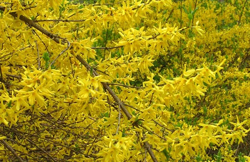 Praktforsythia 'Spectabilis', blomma