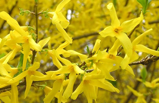 Praktforsythia 'Spectabilis', blomma