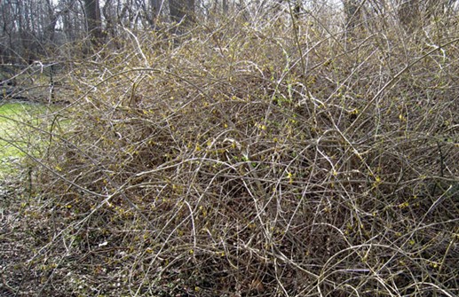 Praktforsythia 'Spectabilis', vintertid